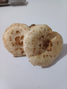 Гриб из Светлана