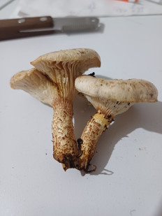 Гриб из Светлана