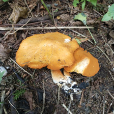 Гриб из Мытищи