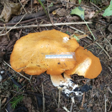 Гриб из Мытищи