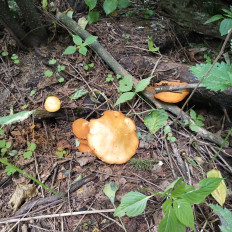 Гриб из Мытищи