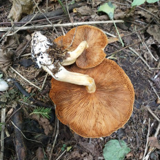 Гриб из Мытищи