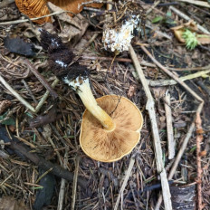 Гриб из Мытищи