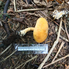 Гриб из Мытищи