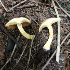 Гриб из Мытищи