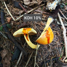 Гриб из Мытищи