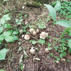 Гриб из Мытищи