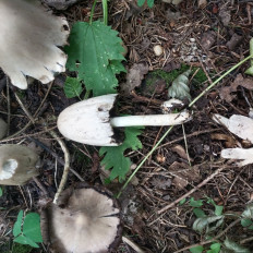 Гриб из Мытищи