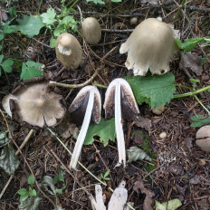 Гриб из Мытищи