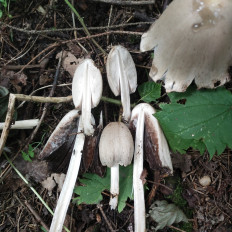 Гриб из Мытищи