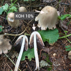 Гриб из Мытищи