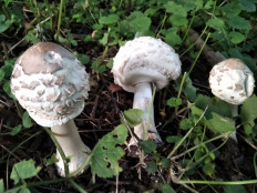 Гриб из Москва