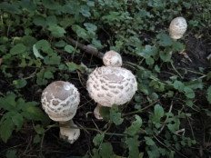 Гриб из Москва