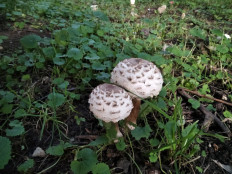 Гриб из Москва