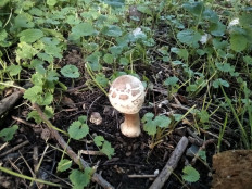 Гриб из Москва