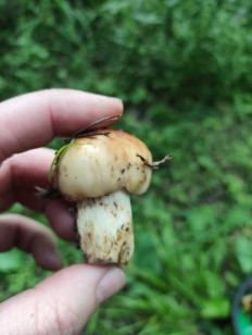 Гриб из Электросталь