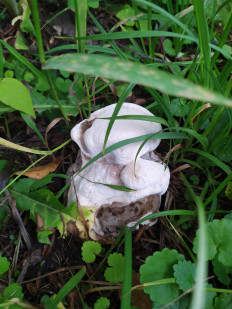 Гриб из Балашиха