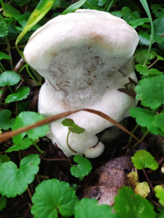 Гриб из Балашиха