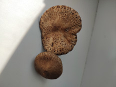 Гриб из Саратов