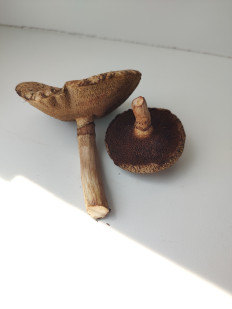 Гриб из Саратов