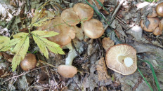 Гриб из Гомель