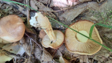 Гриб из Гомель