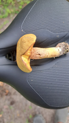 Гриб из Гомель