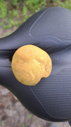 Гриб из Гомель