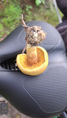 Гриб из Гомель