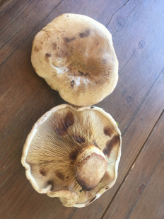 Гриб из Уфа (Башкортостан)