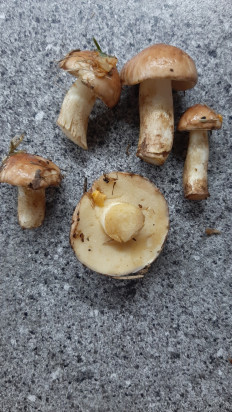 Гриб из Москва