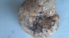 Гриб из Москва