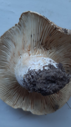 Гриб из Москва