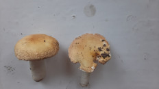 Гриб из Москва