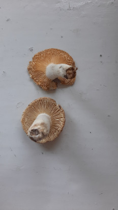 Гриб из Москва