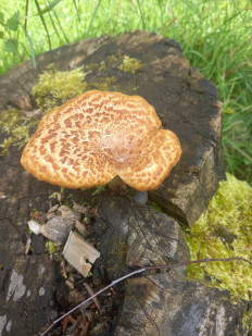 Гриб из Санкт-Петербург