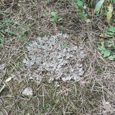 Гриб из Мытищи