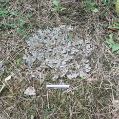 Гриб из Мытищи