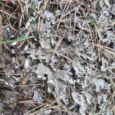 Гриб из Мытищи