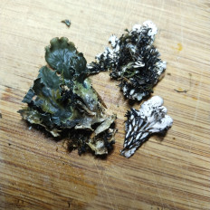 Гриб из Мытищи