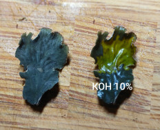 Гриб из Мытищи