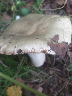 Гриб из Екатеринбург