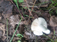 Гриб из Екатеринбург