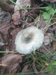 Гриб из Екатеринбург