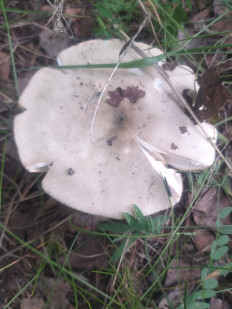 Гриб из Екатеринбург