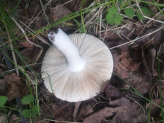 Гриб из Екатеринбург