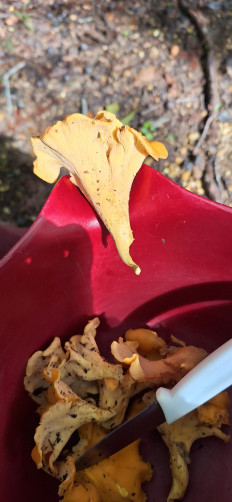 Гриб из Ла плата