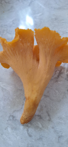 Гриб из Ла плата