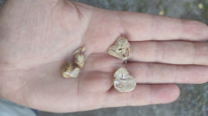 Гриб из Таштагол Кемеровская область