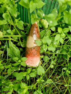 Гриб из Спасский район